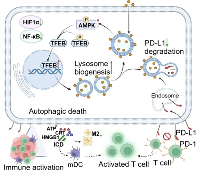Platinum-Metformin Conjugates Acting as Promising PD-L1 Inhibitors through the AMP-Activated Protein Kinase Mediated Lysosomal Degradation Pathway
