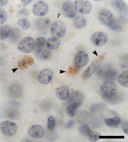 Details are in the caption following the image