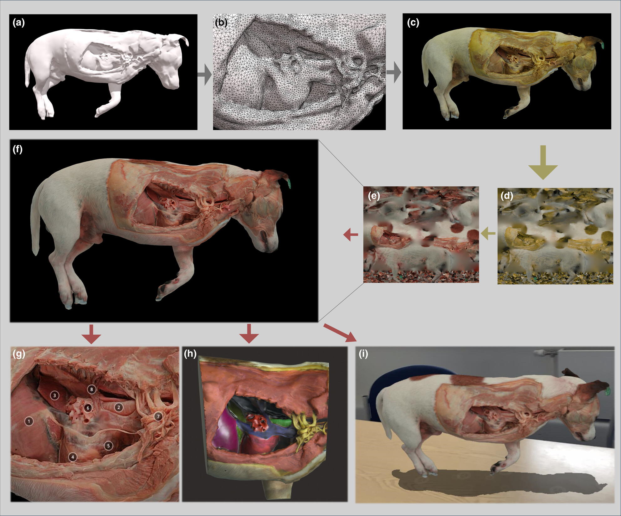 A complete workflow from embalmed specimens to life-like 3D virtual models for veterinary anatomy teaching