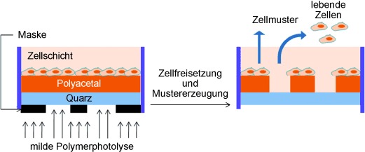 Laser-Induced Cell Detachment and Patterning with Photodegradable Polymer Substrates