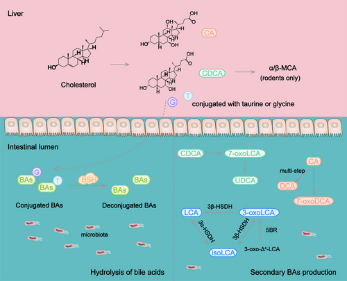 Details are in the caption following the image Details are in the caption following the image