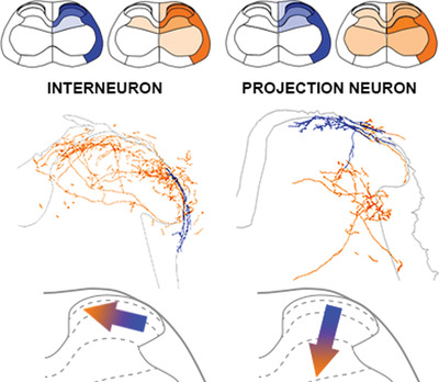 Quantitative spatial analysis reveals that the local axons of lamina I projection neurons and interneurons exhibit distributions that predict distinct roles in spinal sensory processing