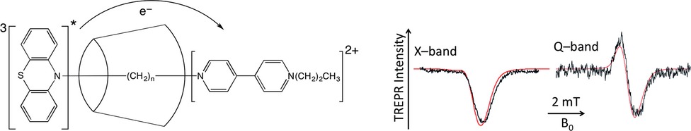 Electron Spin Exchange in Linked Phenothiazine–Viologen Charge Transfer Complexes Incorporated in “Through-Ring” (Rotaxane) α-Cyclodextrins