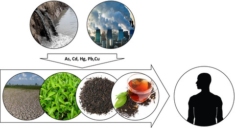Evaluation of heavy metal concentration in imported black tea in Iran and consumer risk assessments
