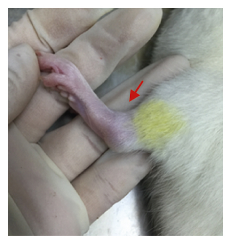 Details are in the caption following the image Details are in the caption following the image