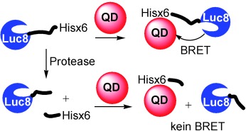 Quantum Dot/Bioluminescence Resonance Energy Transfer Based Highly Sensitive Detection of Proteases