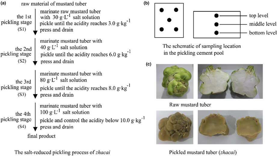 Analysis of the microbial community structure and flavor components succession during salt-reducing pickling process of zhacai (preserved mustard tuber)
