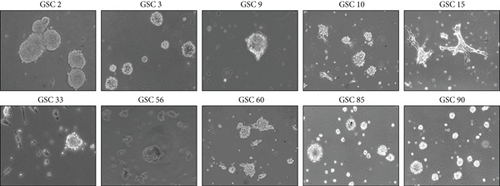Details are in the caption following the image Details are in the caption following the image