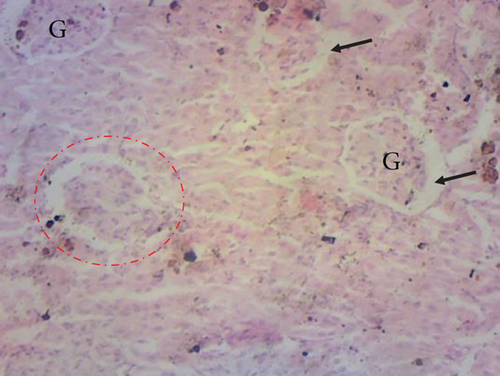 Details are in the caption following the image Details are in the caption following the image
