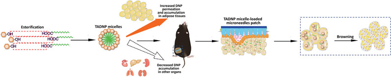 Non-Cardiotoxic Tetradecanoic Acid-2,4-Dinitrophenol Ester Nanomicelles in Microneedles Exert Potent Anti-Obesity Effect by Regulating Adipocyte Browning and Lipogenesis
