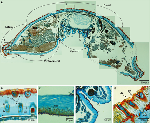 Details are in the caption following the image Details are in the caption following the image