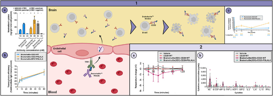 Preclinical B cell depletion and safety profile of a brain-shuttled crystallizable fragment-silenced CD20 antibody