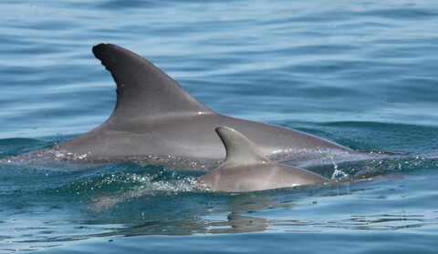 Is MHC diversity a better marker for conservation than neutral genetic diversity? A case study of two contrasting dolphin populations