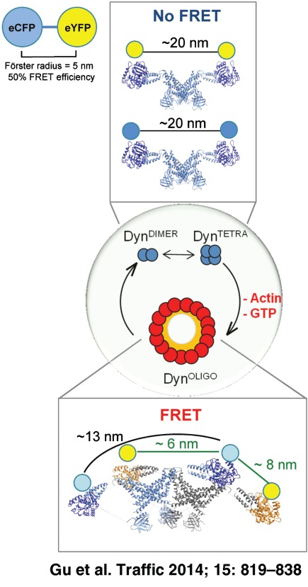 Regulation of Dynamin Oligomerization in Cells: The Role of Dynamin–Actin Interactions and Its GTPase Activity