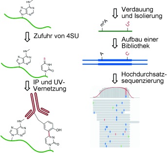 High-Resolution N6-Methyladenosine (m6A) Map Using Photo-Crosslinking-Assisted m6A Sequencing