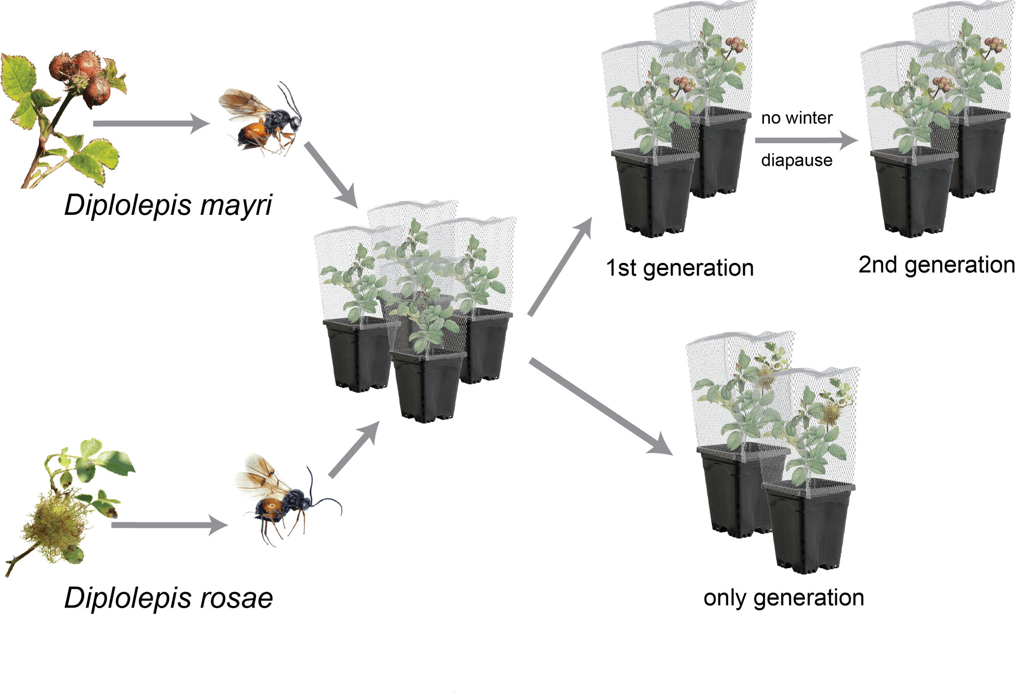 A robust multigenerational laboratory rearing methodology for Diplolepis mayri and Diplolepis rosae on wild roses (Rosa spp.) Issue ,