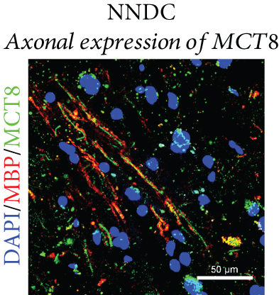 Details are in the caption following the image