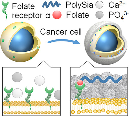 A Macromolecular Drug for Cancer Therapy via Extracellular Calcification