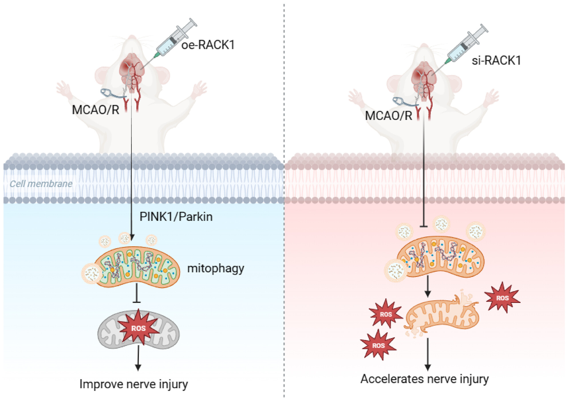 Deciphering the neuroprotective mechanisms of RACK1 in cerebral ischemia-reperfusion injury: Pioneering insights into mitochondrial autophagy and the PINK1/Parkin axis