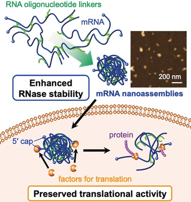 Bundling mRNA Strands to Prepare Nano-Assemblies with Enhanced Stability Towards RNase for In Vivo Delivery