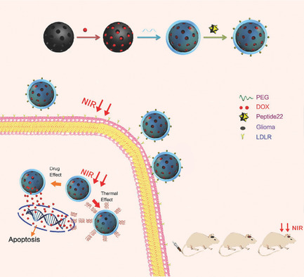 Combination Glioma Therapy Mediated by a Dual-Targeted Delivery System Constructed Using OMCN–PEG–Pep22/DOX
