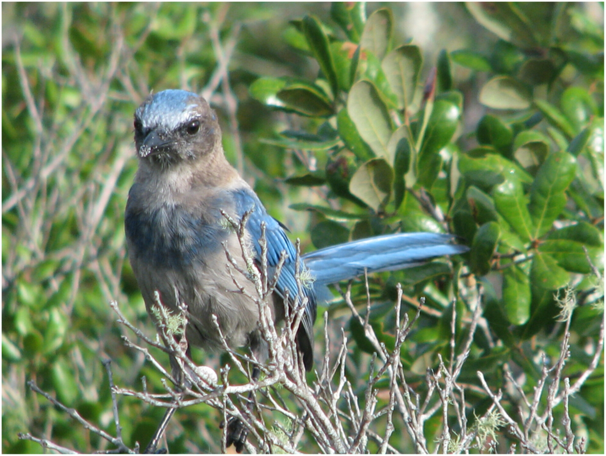 Territory and population attributes affect Florida scrub-jay fecundity in fire-adapted ecosystems