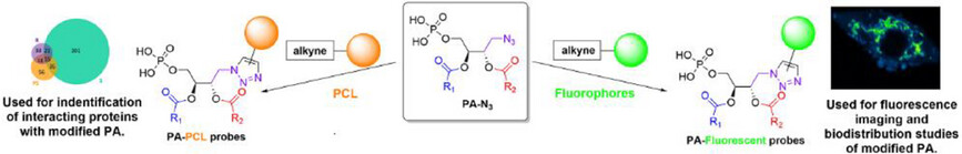 Designing New Natural-Mimetic Phosphatidic Acid: A Versatile and Innovative Synthetic Strategy for Glycerophospholipid Research