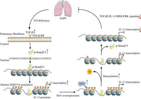 Sirt1 overexpression improves senescence-associated pulmonary fibrosis induced by vitamin D deficiency through downregulating IL-11 transcription