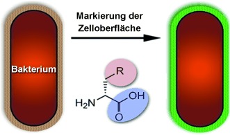 Metabolic Profiling of Bacteria by Unnatural C-terminated D-Amino Acids