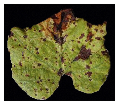 Details are in the caption following the image Details are in the caption following the image