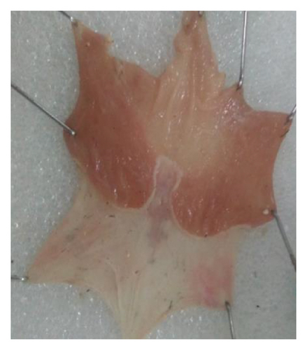 Details are in the caption following the image Details are in the caption following the image