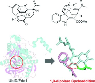 Natürliche 1,3-dipolare Cycloadditionen