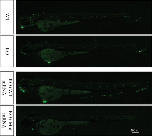 Details are in the caption following the image Details are in the caption following the image