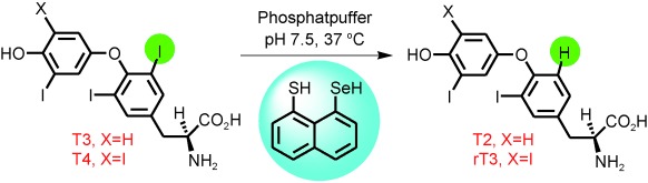 A Chemical Model for the Inner-Ring Deiodination of Thyroxine by Iodothyronine Deiodinase
