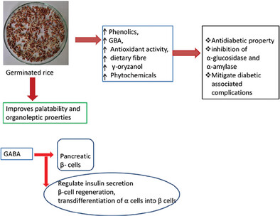 Germinated Rice in Diabetes Management: Technological and Functional Changes