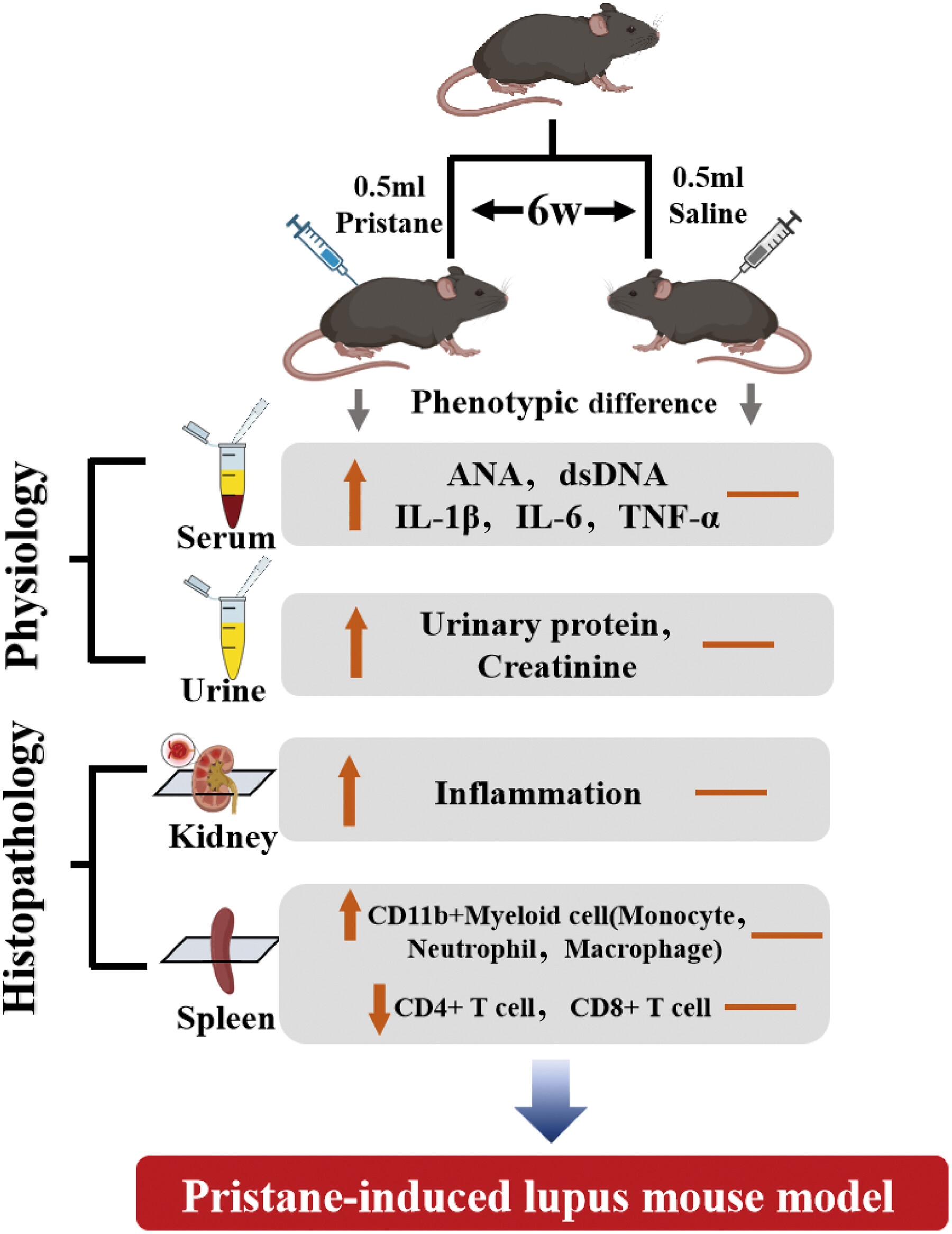 Immune cell alterations in a pristane-induced lupus model in C57BL/6J mice
