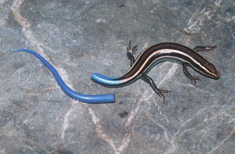 Tail autotomy works as a pre-capture defense by deflecting attacks