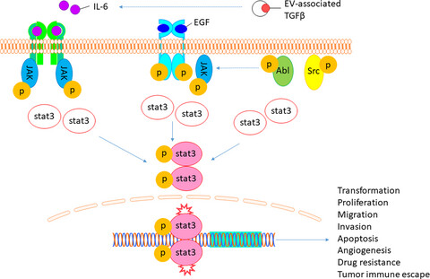 STAT3 and its targeting inhibitors in osteosarcoma