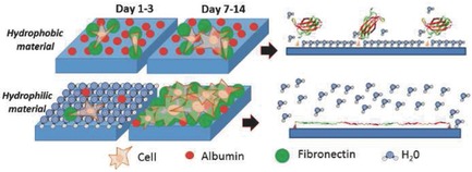 Influence of the Hydrophobic–Hydrophilic Nature of Biomedical Polymers and Nanocomposites on In Vitro Biological Development