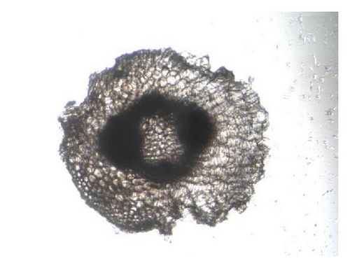 Details are in the caption following the image