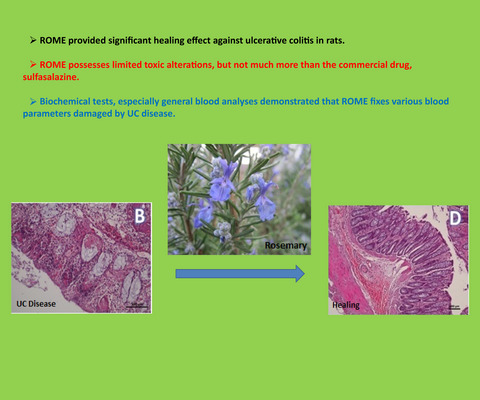 Comparing healing effect against ulcerative colitis and toxicological effects of Rosmarinus officinalis: A comprehensive in vivo study of an edible plant in rats