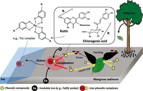 Dissolved iron elution from mangrove ecosystem associated with polyphenols and a herbivorous snail