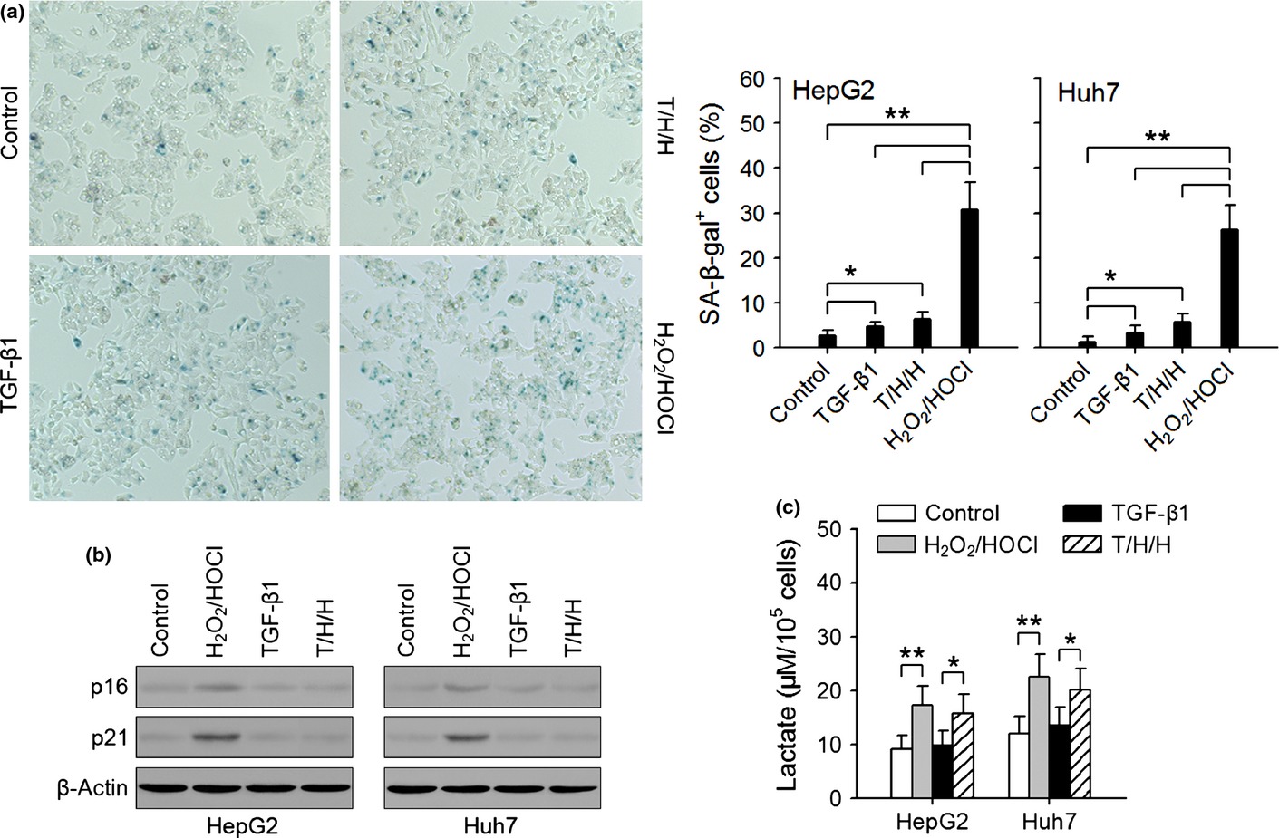 Sirtuin 6 promotes transforming growth factor-β1/H2O2/HOCl-mediated enhancement of hepatocellular carcinoma cell tumorigenicity by suppressing cellular senescence
