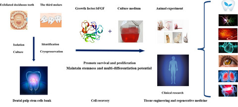 Effects and mechanisms of basic fibroblast growth factor on the proliferation and regenerative profiles of cryopreserved dental pulp stem cells