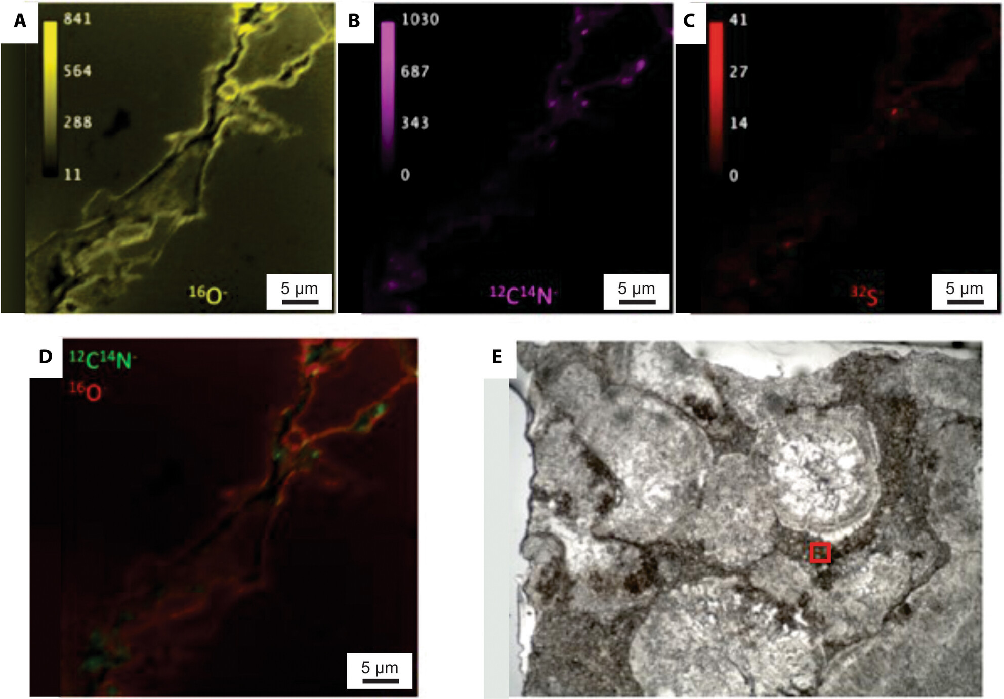 The role of organic matter in Brazilian Pre-Salt carbonates