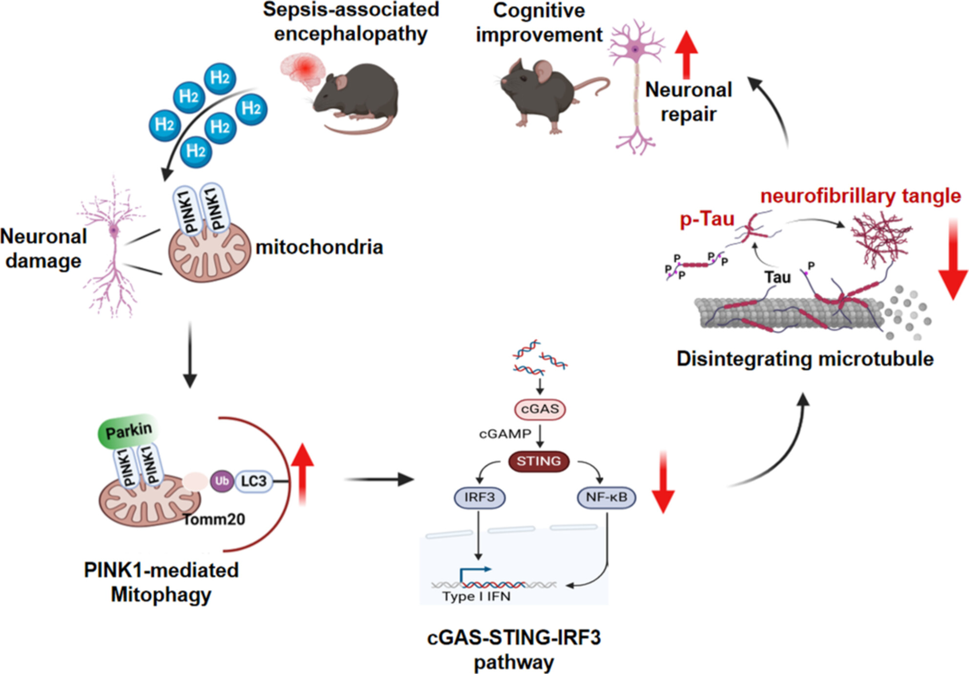 High Concentration Hydrogen Protects Sepsis-Associated Encephalopathy by Enhancing Pink1/Parkin-Mediated Mitophagy and Inhibiting cGAS-STING-IRF3 Pathway