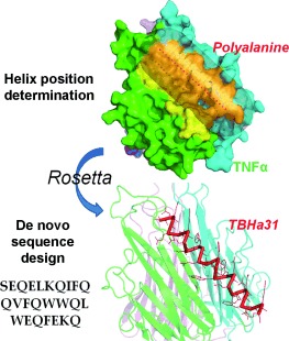 Computational Design of Helical Peptides Targeting TNFα