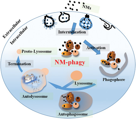 Crosstalk between Autophagy and Nanomaterials: Internalization, Activation, Termination