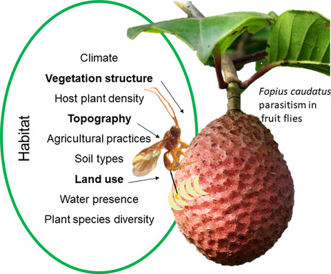 Habitat factors associated with Fopius caudatus parasitism and population level of its host, Ceratitis cosyra