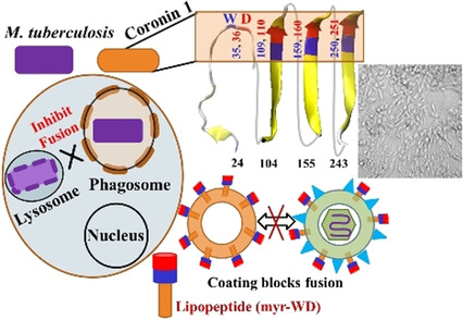 Translation of Mycobacterium Survival Strategy to Develop a Lipo-peptide based Fusion Inhibitor**